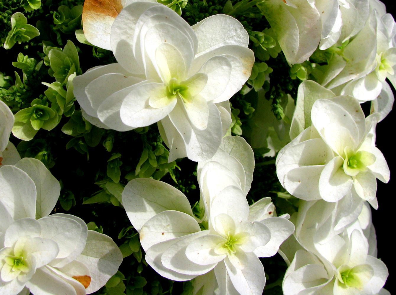 Изображение особи Hydrangea quercifolia.