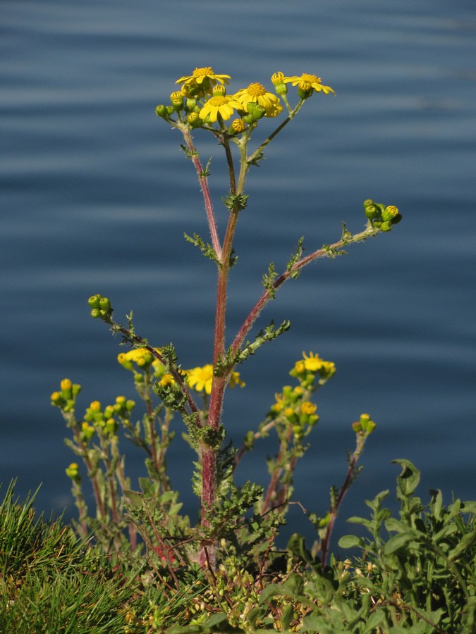 Изображение особи Senecio vernalis.