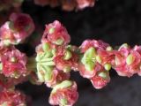 Anabasis setifera