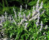 Salvia farinacea. Цветущее растение. Хорватия, Приморье - Горски Котар, г. Опатия, дендропарк. 07.09.2012.