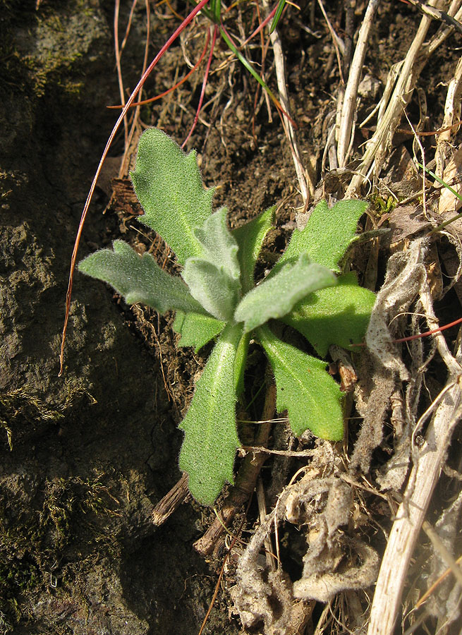 Изображение особи Arabis caucasica.