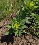 Euphorbia villosa