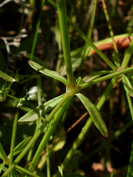 Изображение особи Galium palustre.