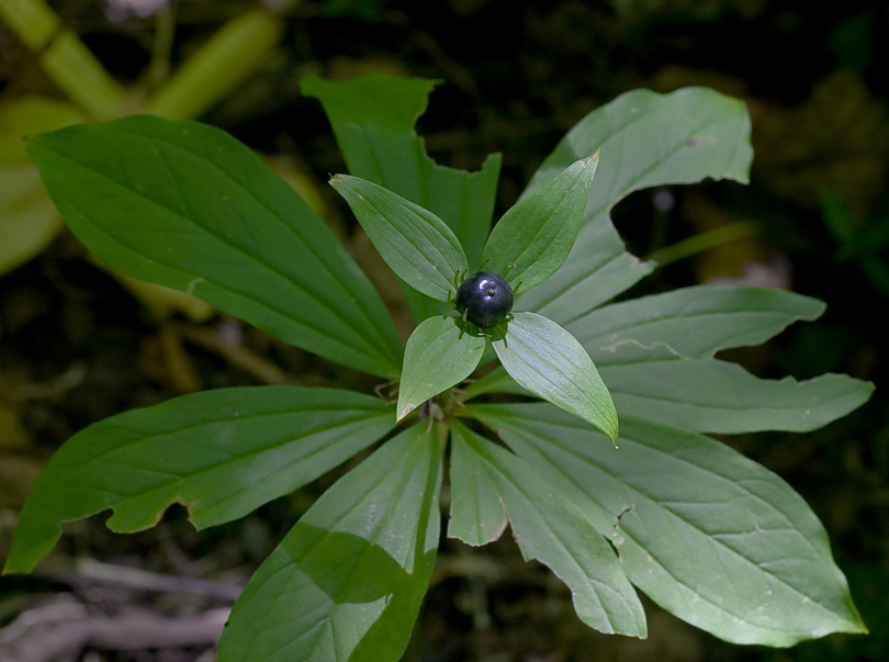 Image of Paris incompleta specimen.