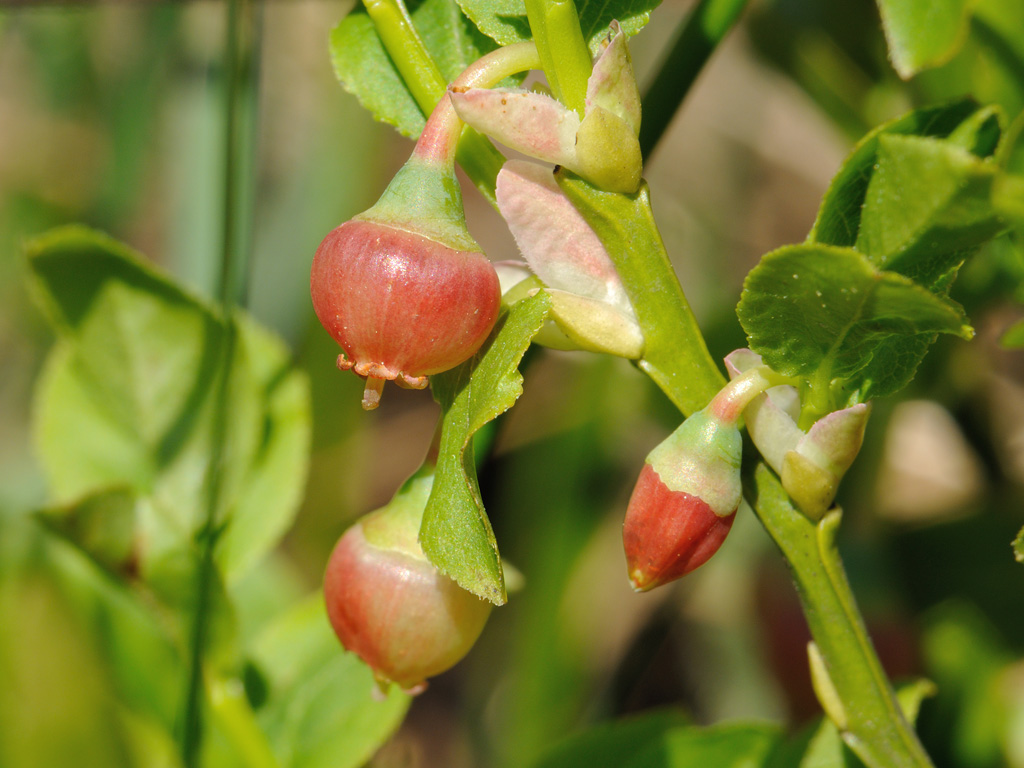Image of Vaccinium myrtillus specimen.