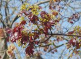 Acer platanoides