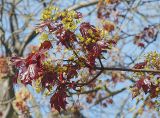 Acer platanoides. Ветвь с соцветиями и молодыми листьями (краснолистная форма). Швеция, Уппсала, 8 мая 2009 г.