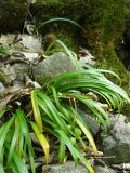 Galanthus caspius