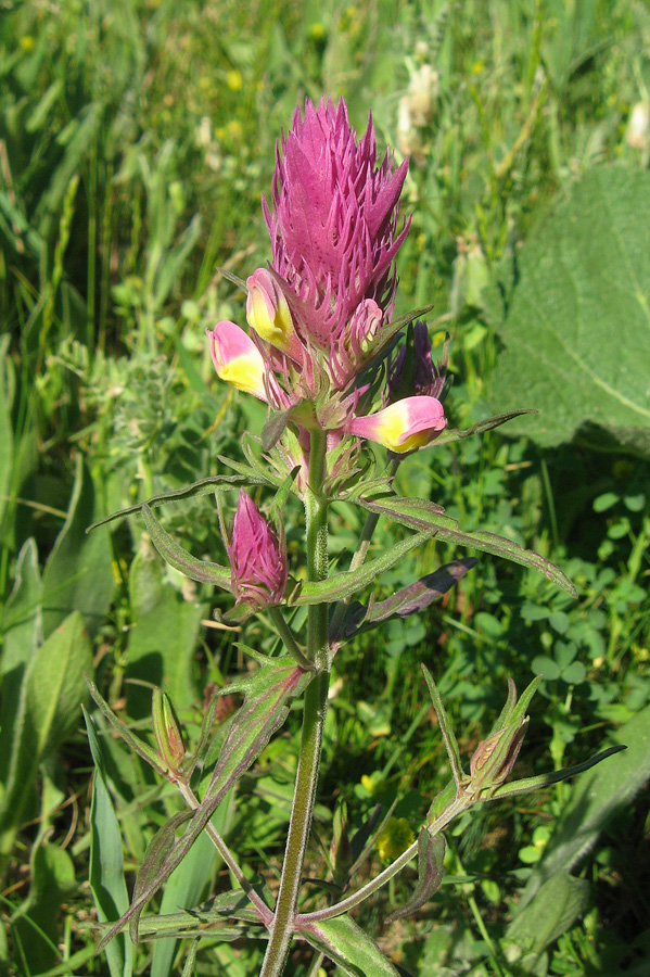 Image of Melampyrum arvense specimen.