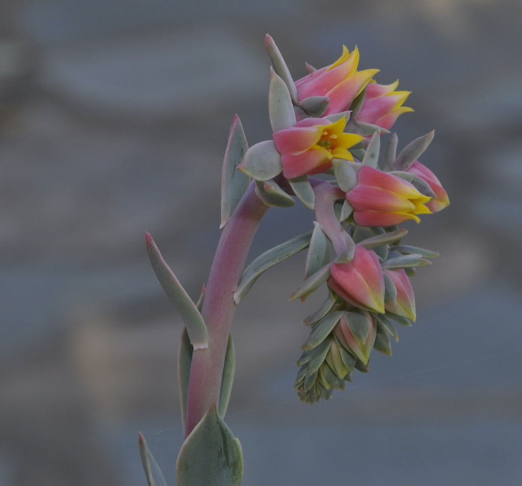 Image of Echeveria pumila var. glauca specimen.