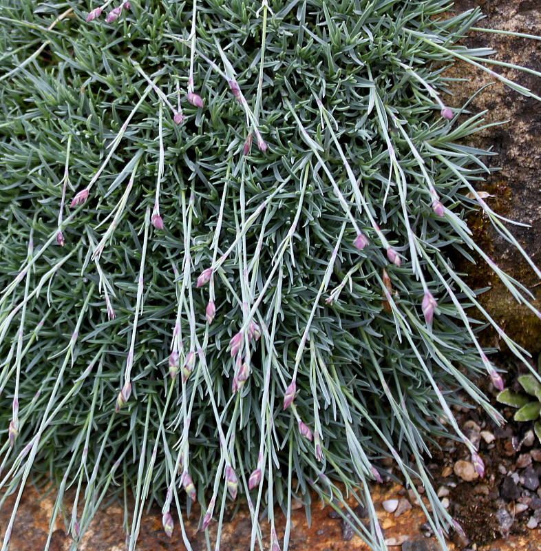 Изображение особи Dianthus subacaulis.