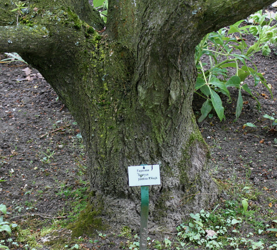 Image of Quercus pontica specimen.