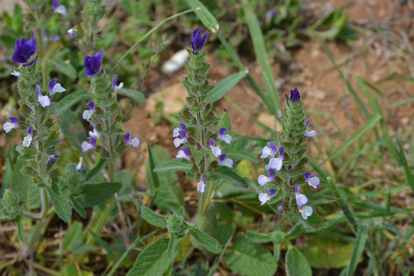 Изображение особи Salvia viridis.