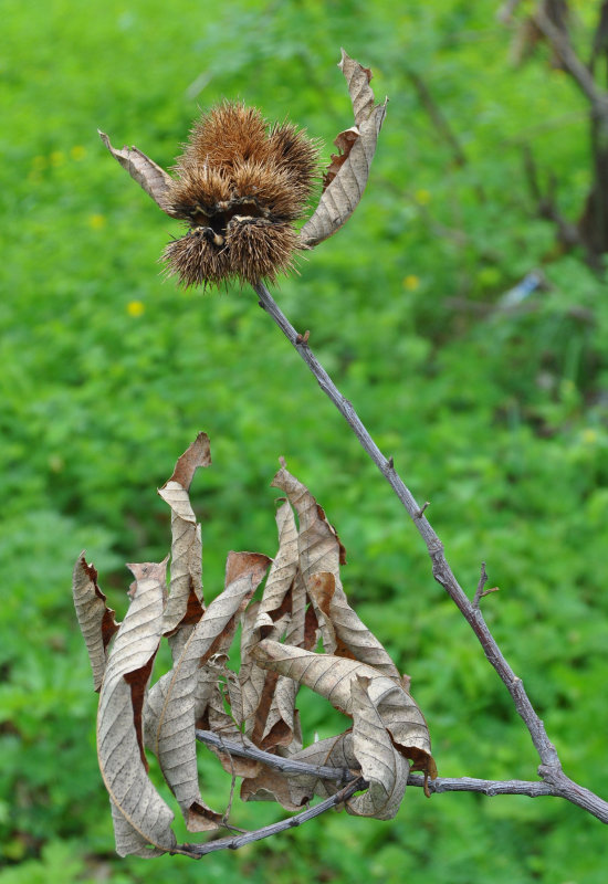 Изображение особи Castanea sativa.