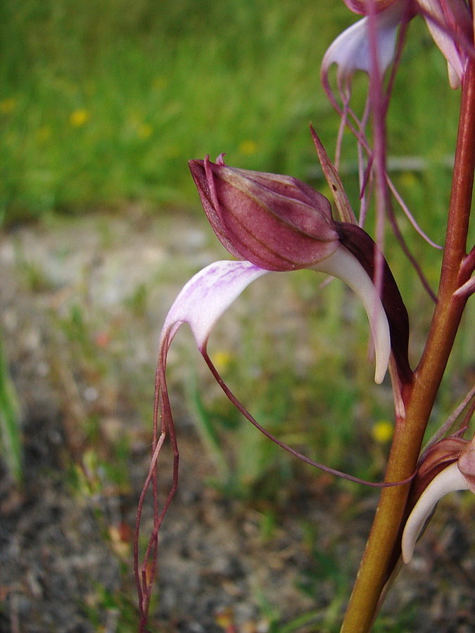 Image of Himantoglossum comperianum specimen.