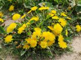 Taraxacum officinale