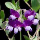 Lathyrus japonicus ssp. pubescens