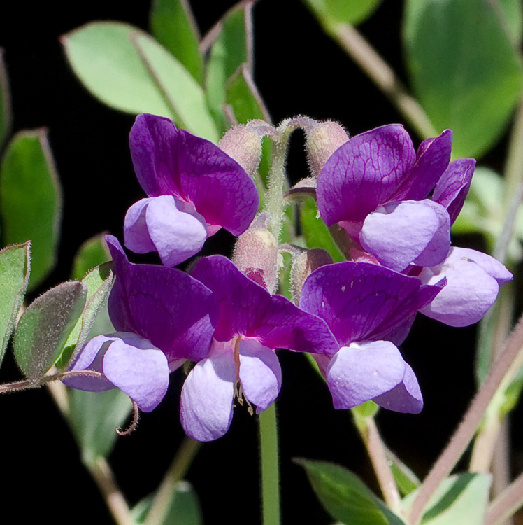 Image of Lathyrus japonicus ssp. pubescens specimen.