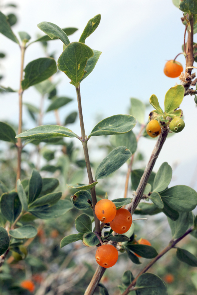 Image of Lonicera microphylla specimen.