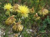 Centaurea salonitana. Верхушка отцветающего растения. Краснодарский край, Новороссийск, мыс Шесхарис, прибрежный склон Маркотхского хребта, можжевеловое редколесье, остепнённый луг, ≈ 500 м н.у.м. 24.07.2013.