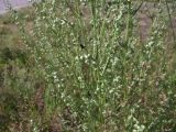 Artemisia campestris