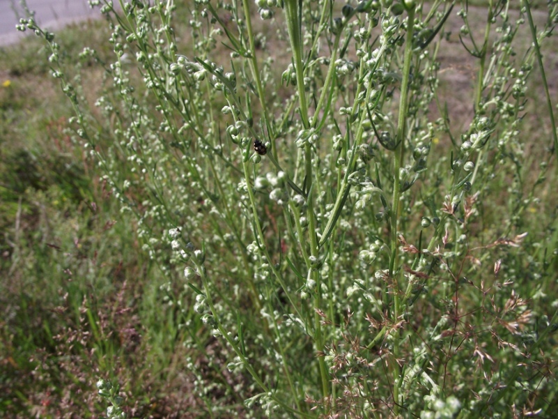 Изображение особи Artemisia campestris.
