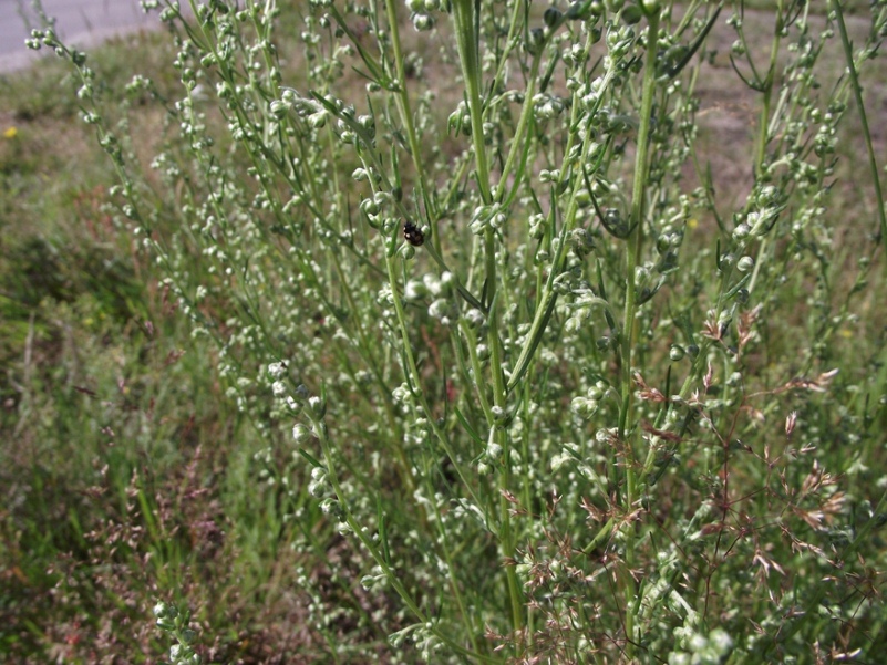 Image of Artemisia campestris specimen.