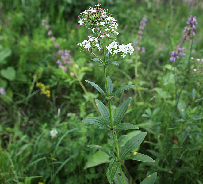 Image of Galium rubioides specimen.