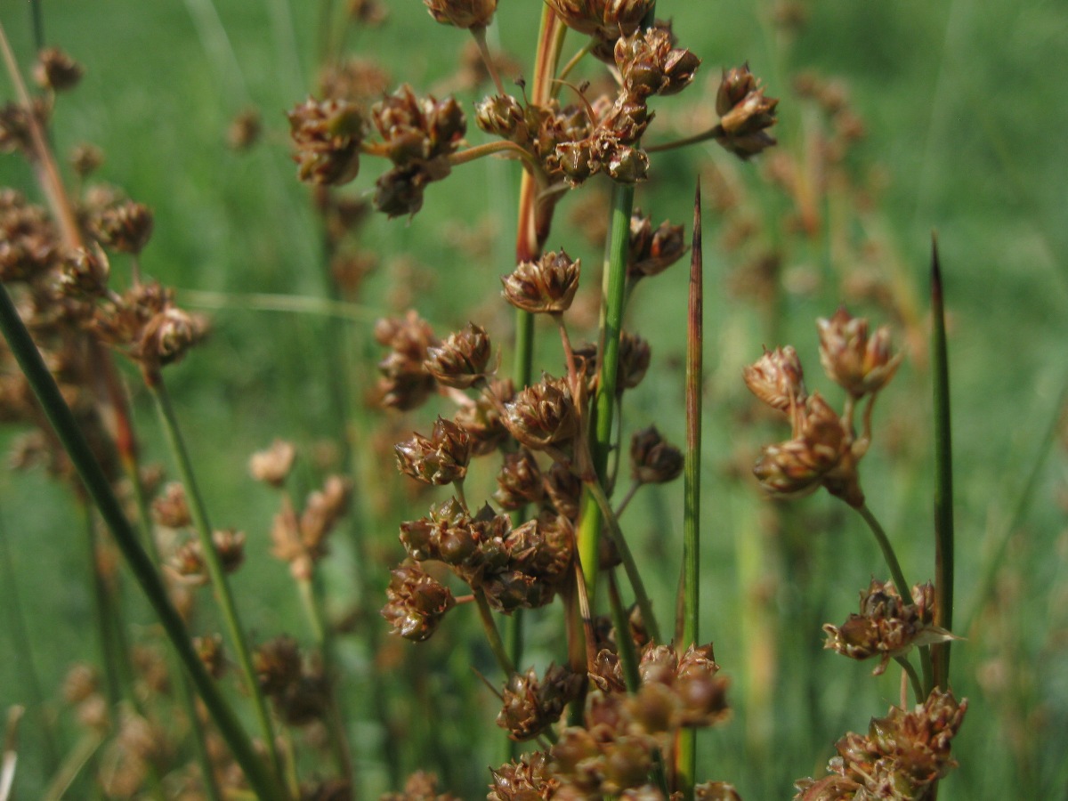 Изображение особи Juncus acutus.