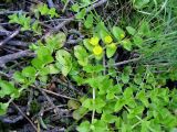 Lysimachia nummularia