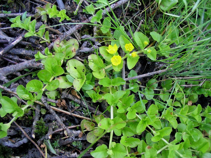 Изображение особи Lysimachia nummularia.