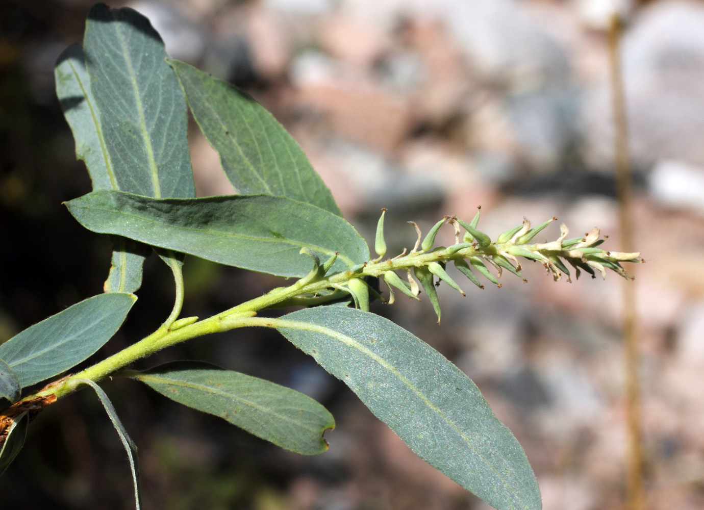 Image of Salix niedzwieckii specimen.