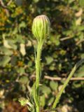 Crepis rhoeadifolia. Верхушка побега с нераспустившимся соцветием. Краснодарский край, окр. г. Геленджик, прибрежная гора, каменистый склон. 24.08.2013.