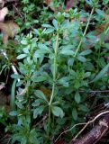 Galium aparine