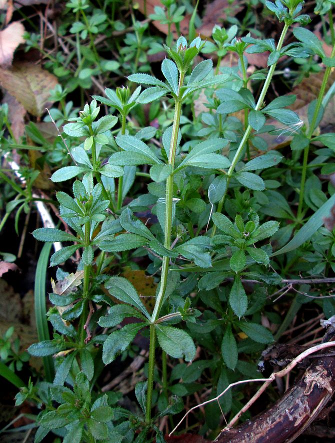 Изображение особи Galium aparine.