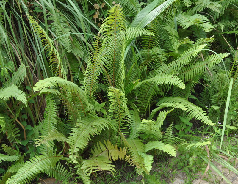 Изображение особи Nephrolepis hirsutula.