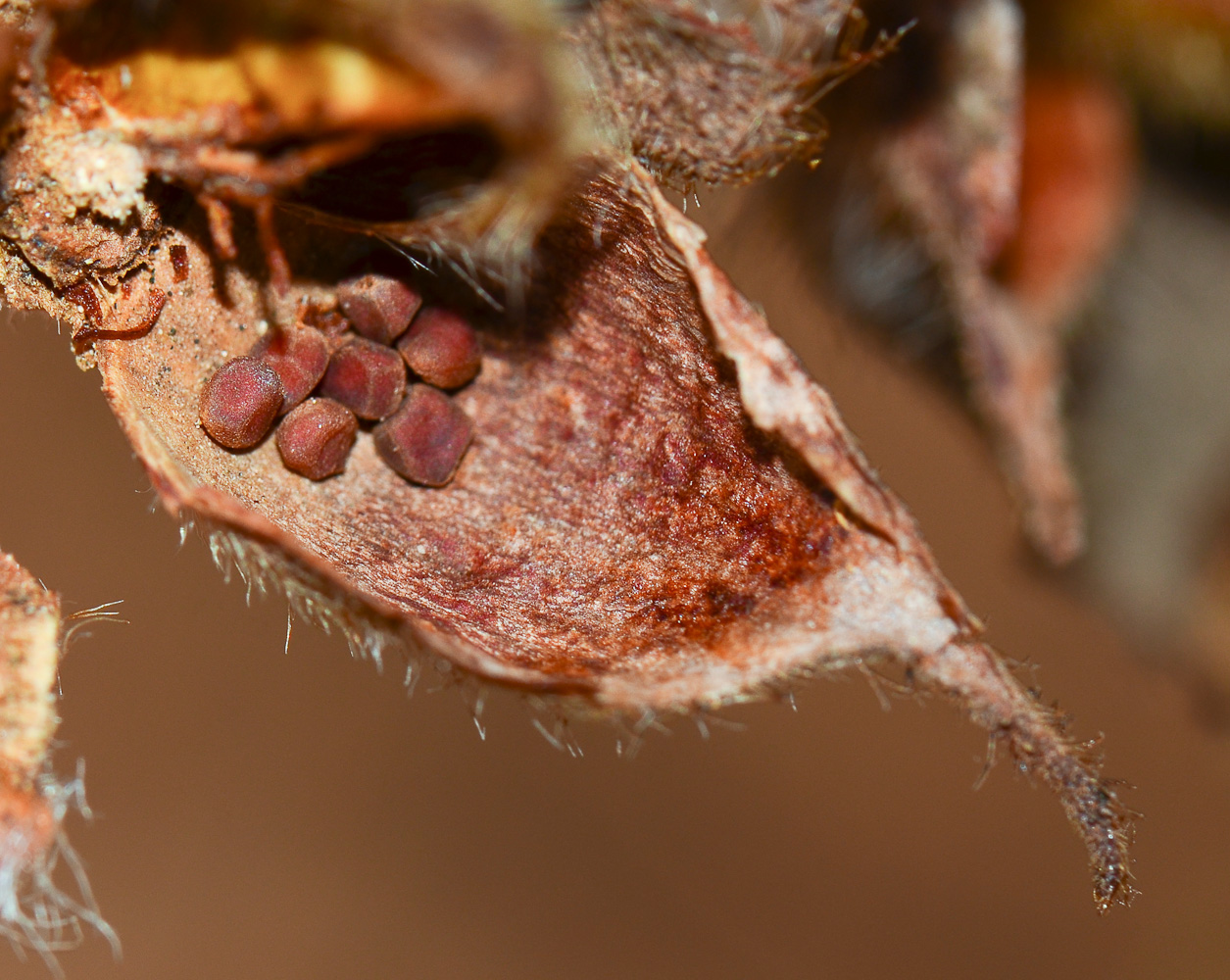 Image of Cistus creticus specimen.