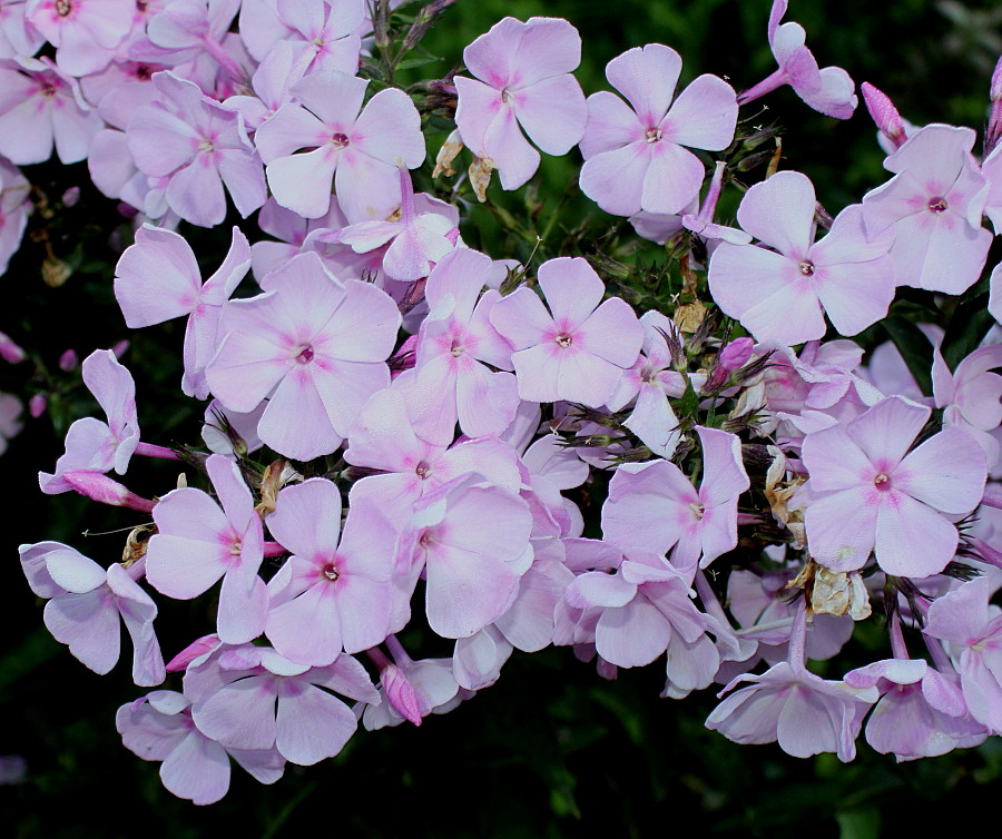 Изображение особи Phlox paniculata.