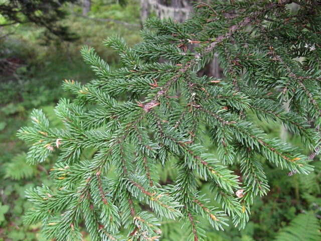 Image of Picea glehnii specimen.