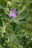 Geranium collinum. Верхушка цветущего растения (часть лепестков объедена насекомыми). Ростовская обл., Мясниковский р-н, окр. пл. Мартыново, пойменный луг. 14.04.2013.