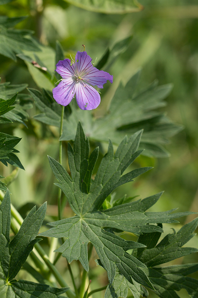 Изображение особи Geranium collinum.