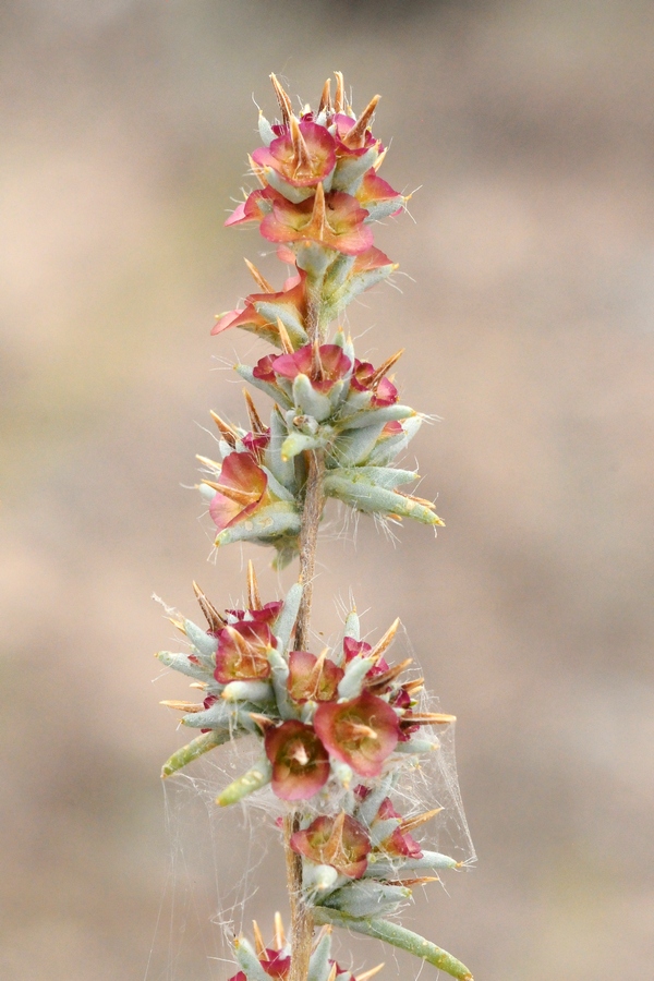 Image of Pyankovia brachiata specimen.