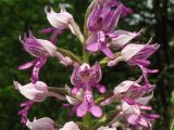 Orchis militaris. Фрагмент соцветия. Окрестности Йены, Тюрингия, ФРГ. 26.05.2007