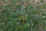 Astragalus atrovinosus. Цветущее растение. Узбекистан, Ташкентская обл., Кибрайский р-н, окр. пос. Улугбек. 23.03.2013.
