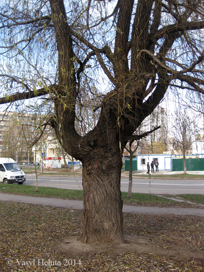 Изображение особи Salix babylonica.