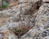 View full-size image Plantago salsa