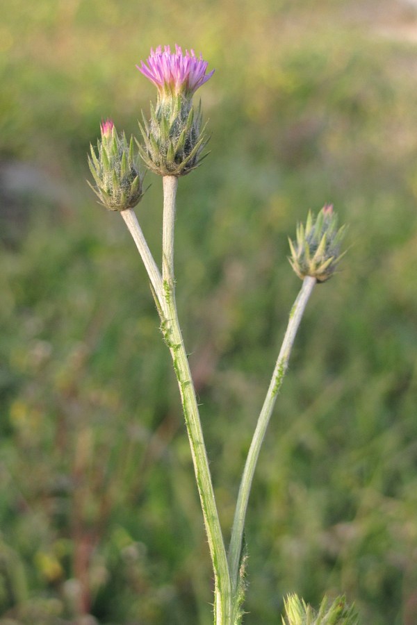 Image of Carduus cinereus specimen.