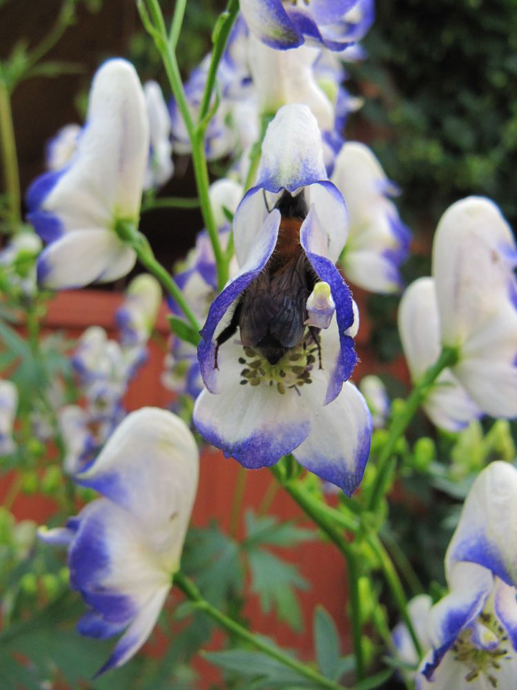 Изображение особи Aconitum × stoerkianum.