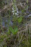 Menyanthes trifoliata