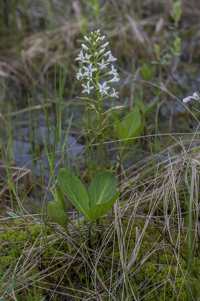 Image of Menyanthes trifoliata specimen.